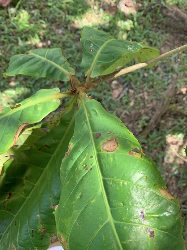 Terminalia catappa observed 2025-01-21