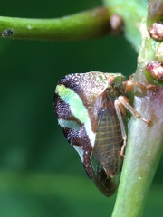 Smilia camelus