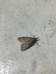 Aglossa pinguinalis