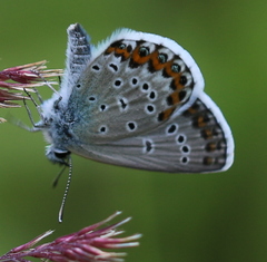 Plebejus idas