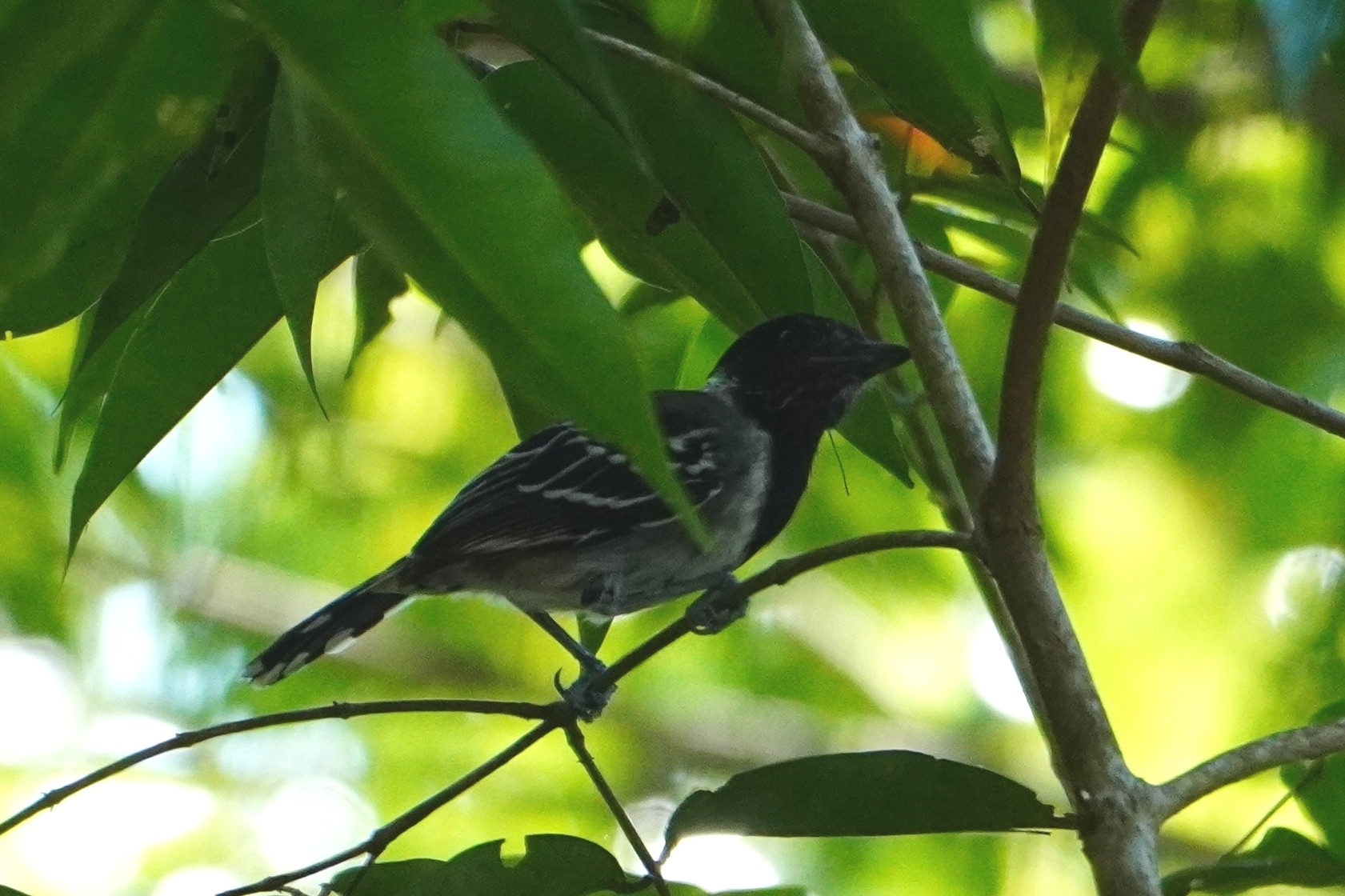 Black-crested Antshrike (Sakesphorus canadensis), photo 7