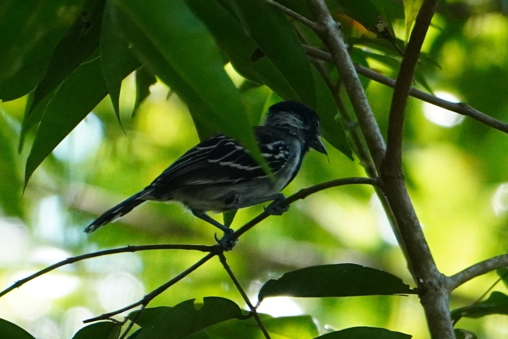 Black-crested Antshrike (Sakesphorus canadensis), photo 8