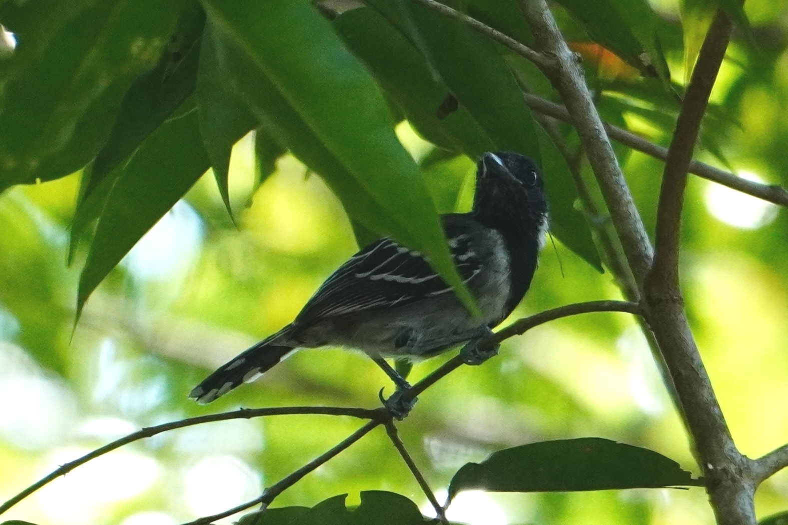 Black-crested Antshrike (Sakesphorus canadensis), photo 9