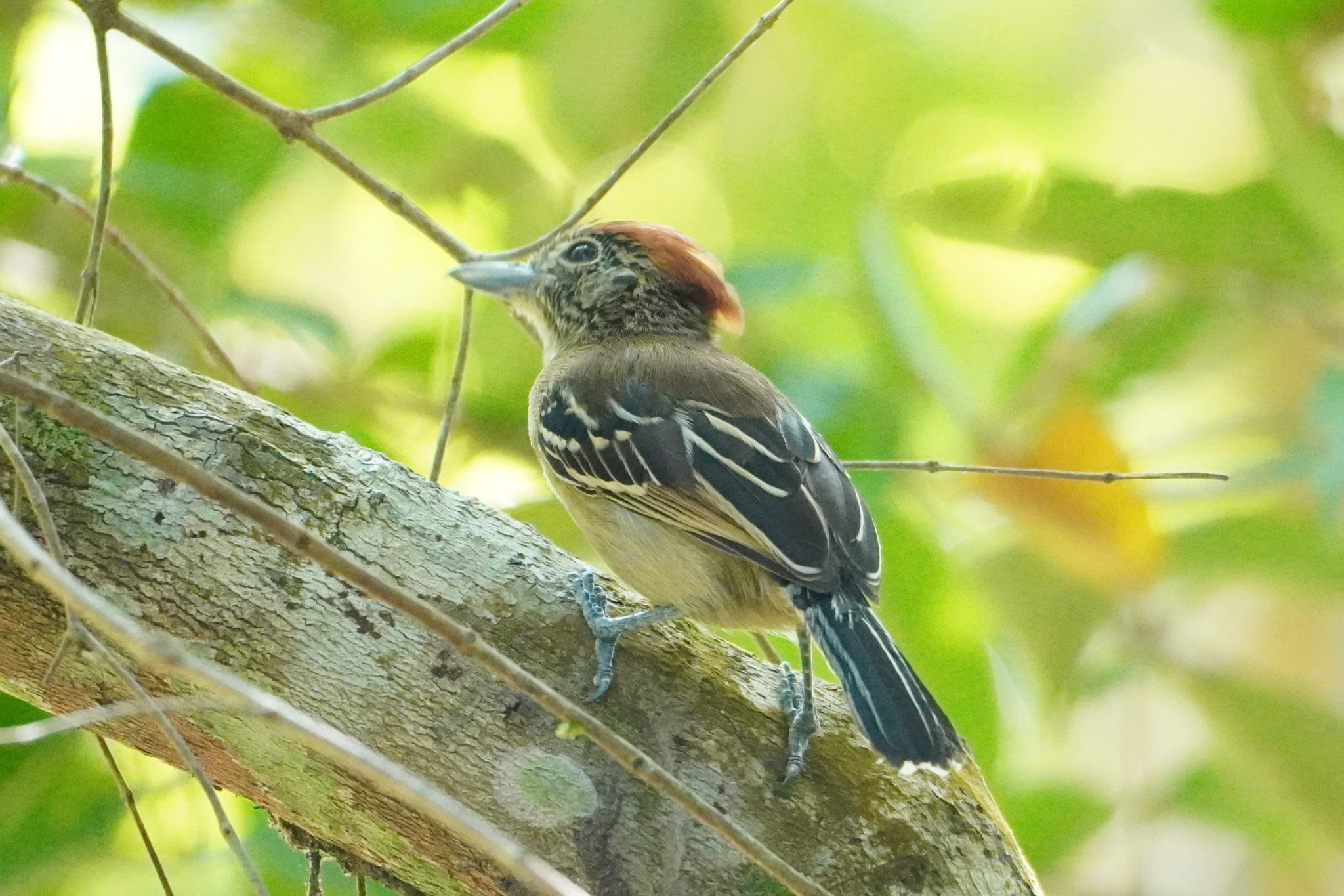 Black-crested Antshrike (Sakesphorus canadensis), photo 5
