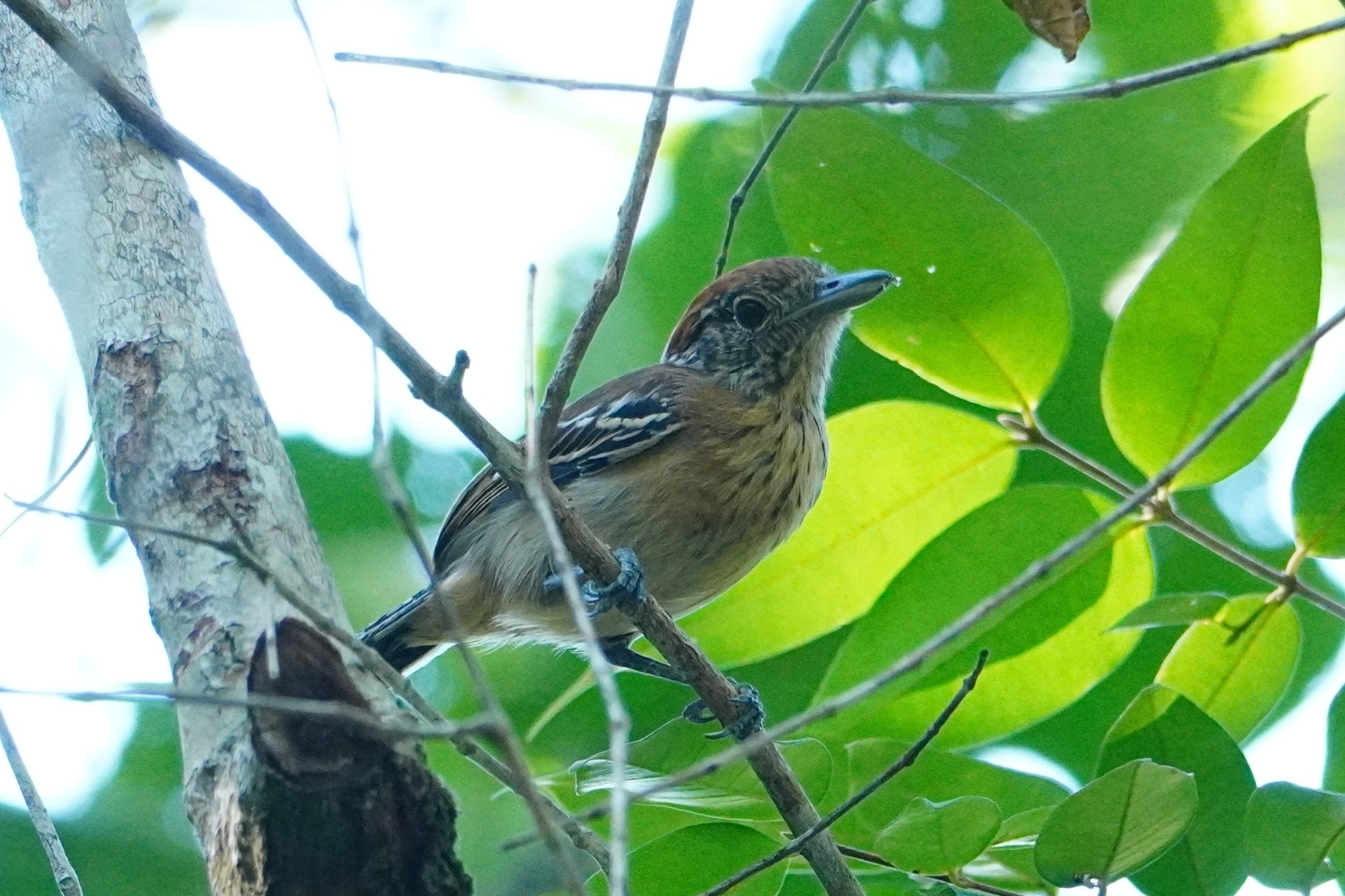 Black-crested Antshrike (Sakesphorus canadensis), photo 6