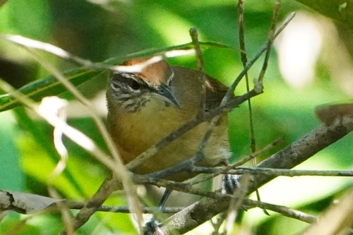 Buff-breasted Wren (Cantorchilus leucotis), photo 3