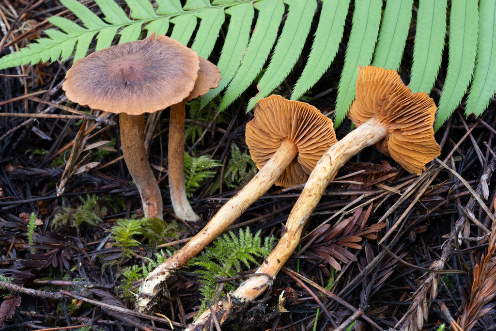 Cortinarius sp. 'CA47'