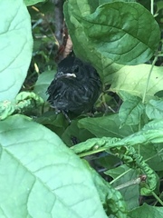 Dumetella carolinensis