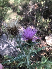 Cirsium neomexicanum