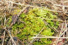 Sphagnum compactum