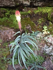 Kniphofia caulescens, photograph (c) martin ingemansson, some rights reserved (CC BY)