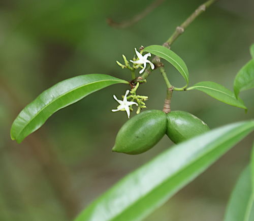 Ochrosia ackeringae observed 2024-12-14
