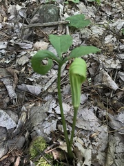 Arisaema stewardsonii