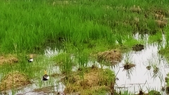 Hydrophasianus chirurgus