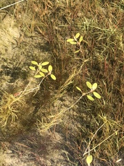 Potamogeton spirillus