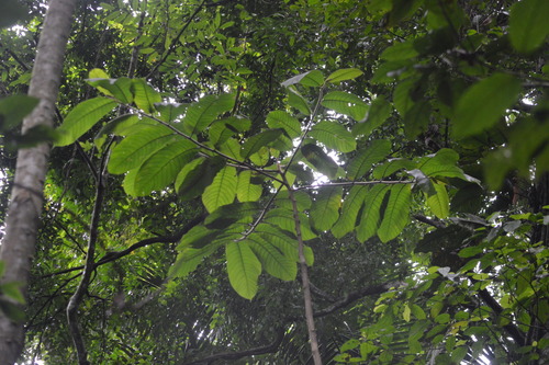 Foto de Caucho