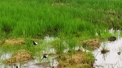 Hydrophasianus chirurgus