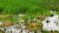 Hydrophasianus chirurgus