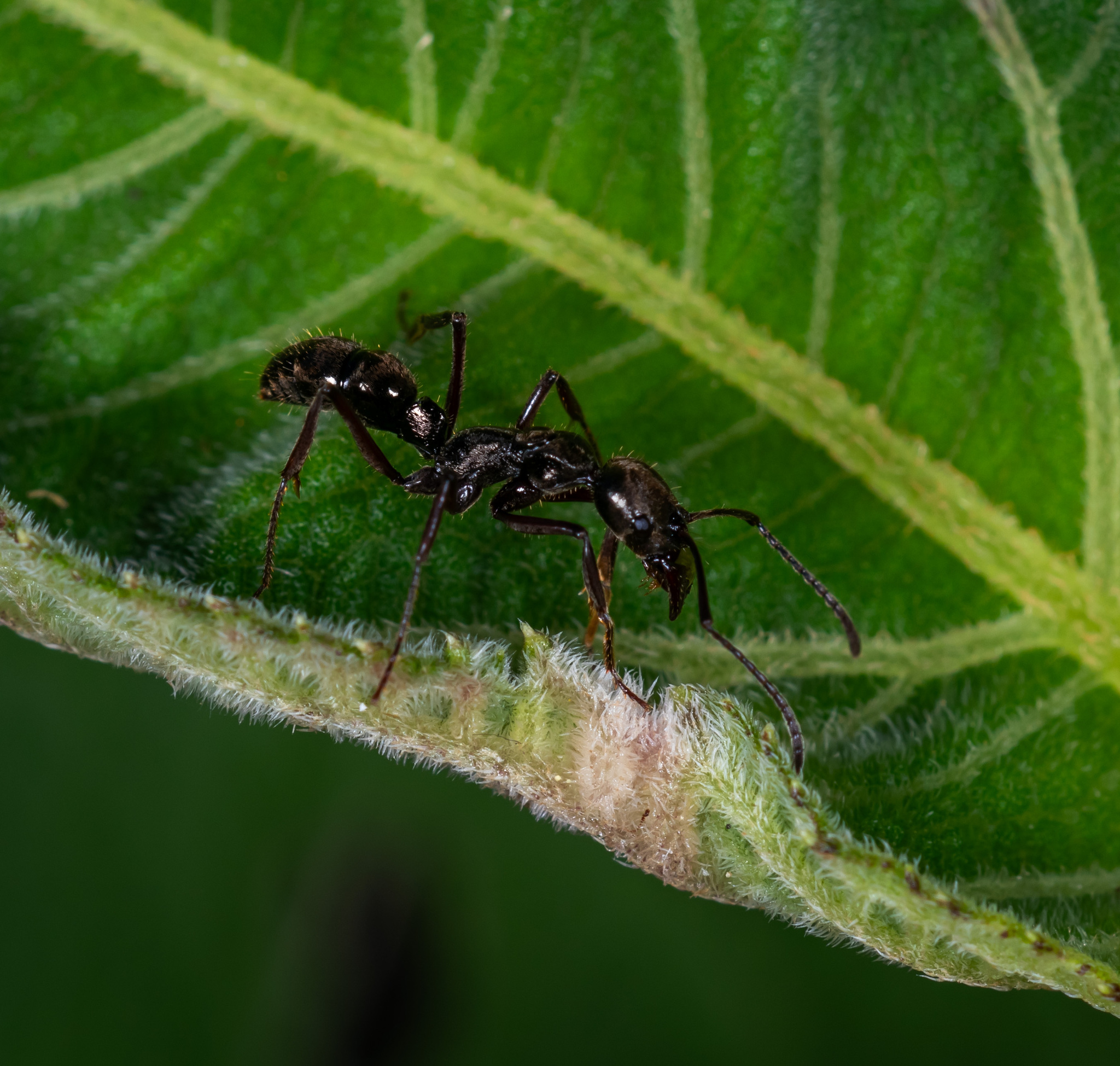 Neoponera holcotyle