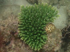 Acropora millepora
