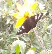 Apyrrothrix araxes araxes
