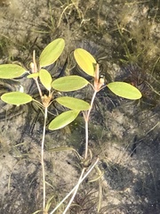 Potamogeton spirillus