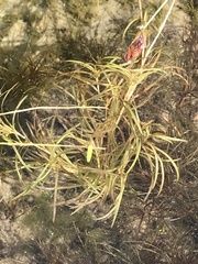 Potamogeton spirillus
