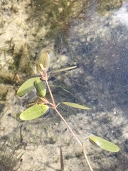 Potamogeton spirillus