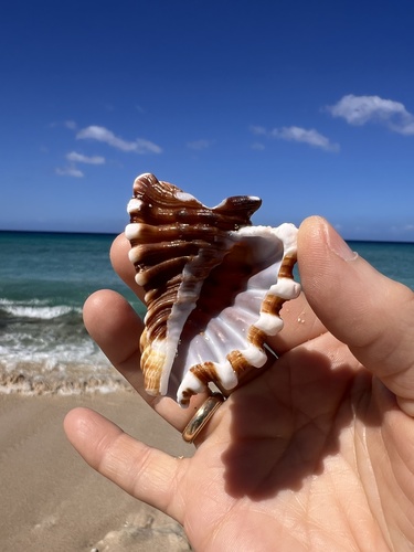 Cymatium femorale observed 2025-01-20