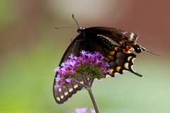 Papilio polyxenes