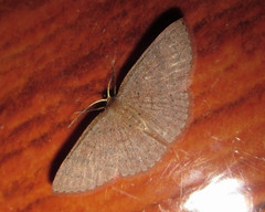 Pleuroprucha hypoxia