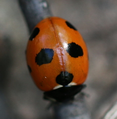 Coccinella magnifica