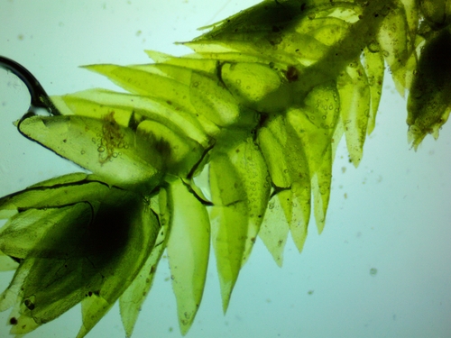 Herzogiella turfacea, 2025-01-17