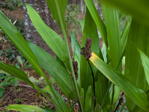 Foto de Dracena