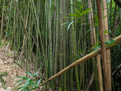 Foto de Bambu-mossô