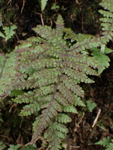 Thelypteris castanea iNat (1)