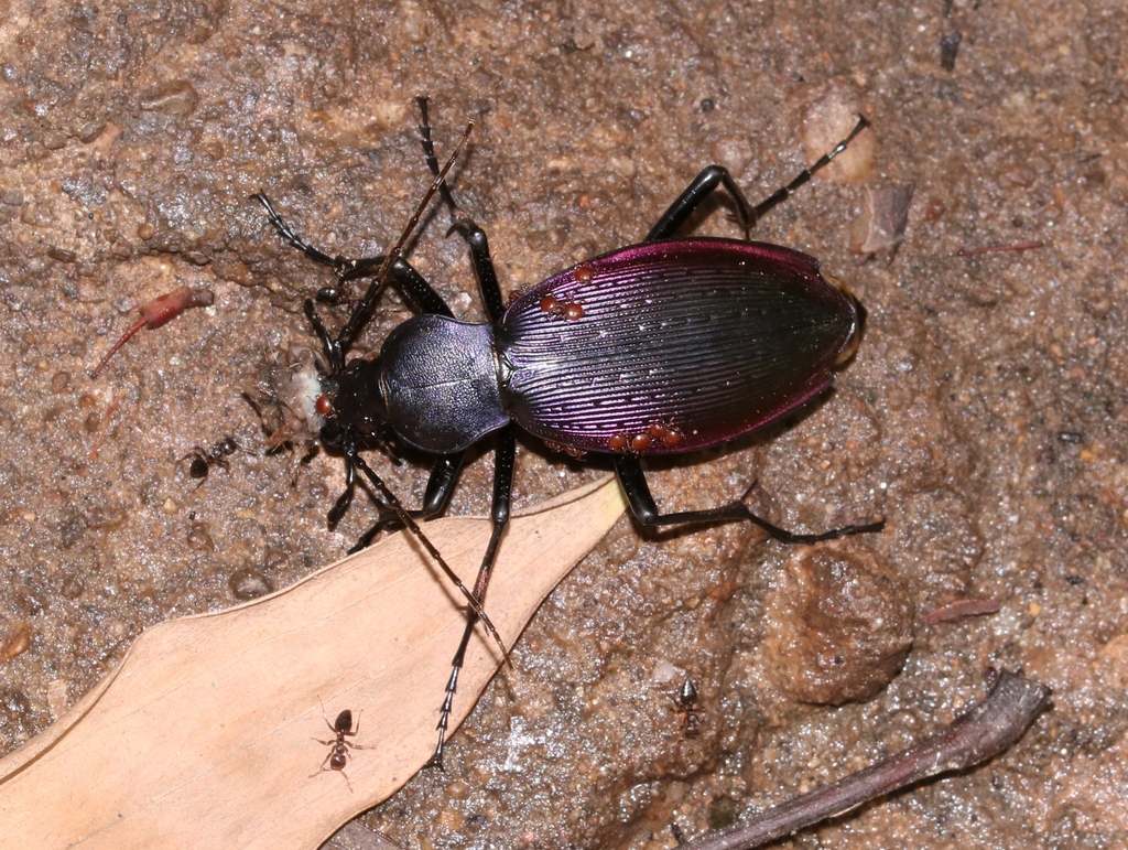 Apotomopterus