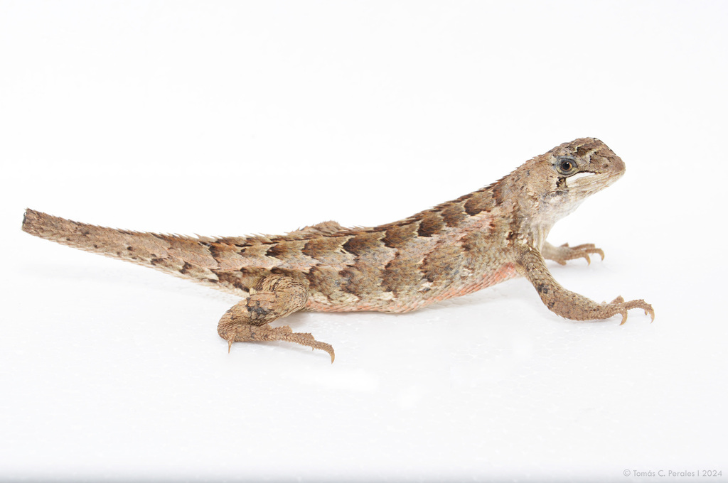 Stenocercus doellojuradoi