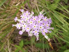 Primula incana