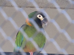 Primolius auricollis