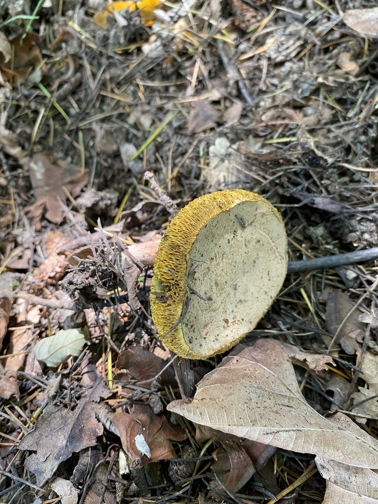 Xerocomellus cisalpinus · January 2025 · photo: © crellow (iNaturalist, cc0)