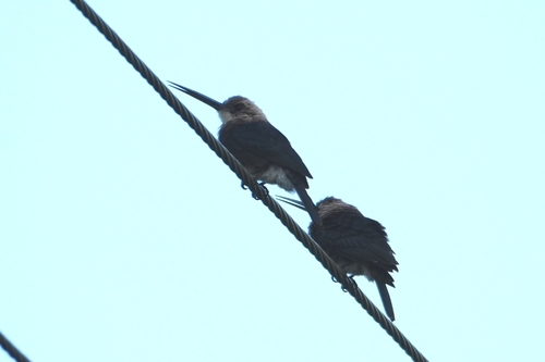 Pale-headed Jacamar (Brachygalba goeringi), photo 4