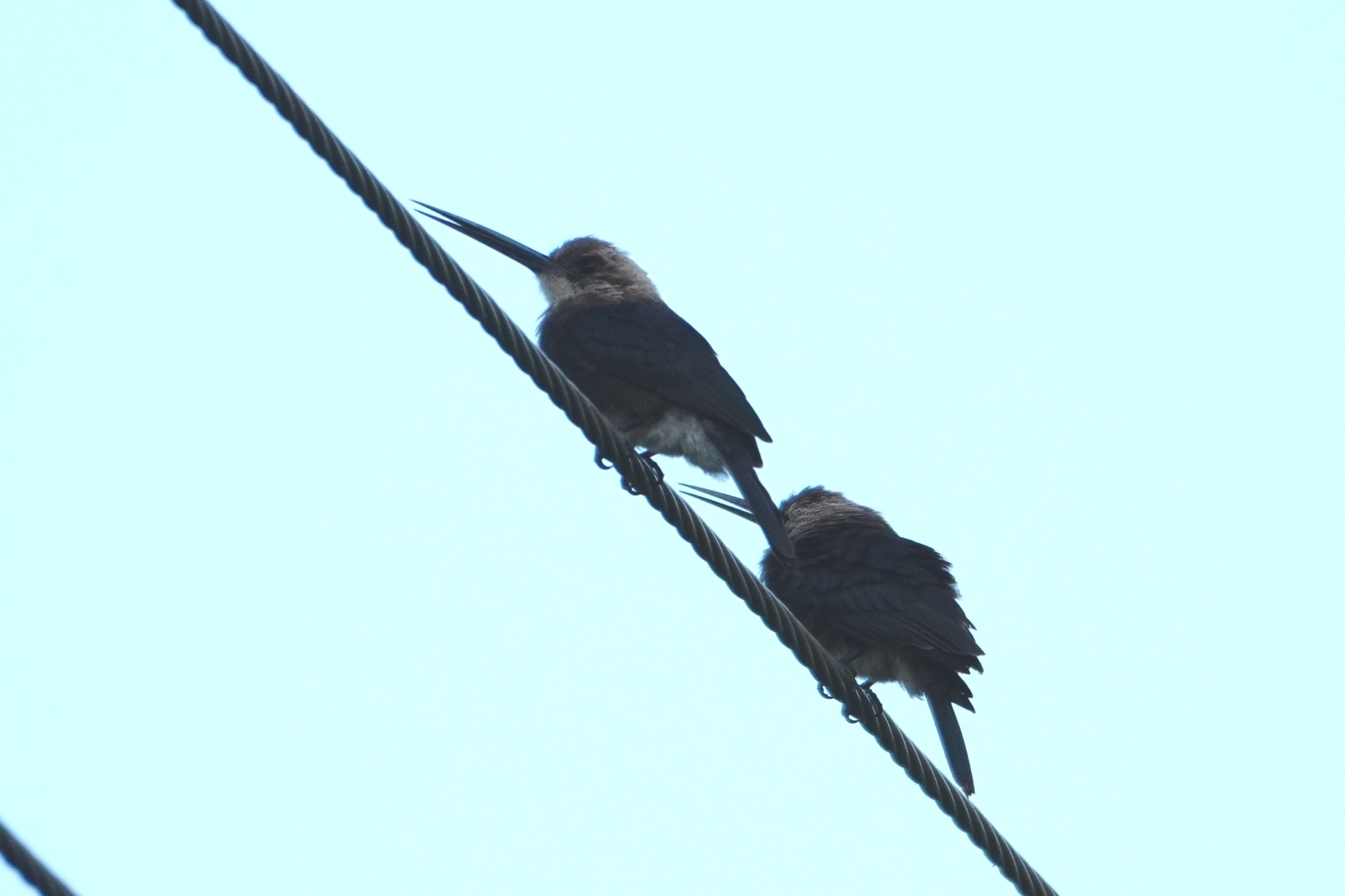 Pale-headed Jacamar (Brachygalba goeringi), photo 1