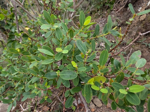 Image of Euphorbia celastroides by (c) Damien Wallace, some rights reserved (CC BY)