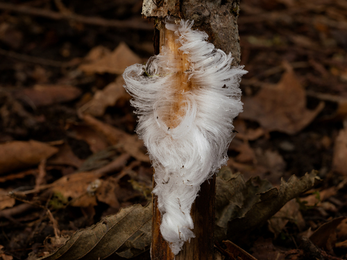 Representative image of Exidiopsis effusa