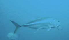 Tille Trevally photo 3