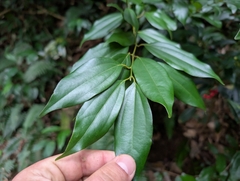 Cinnamomum burmanni