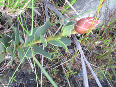 Liparia splendens comantha
