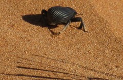 Gonopus