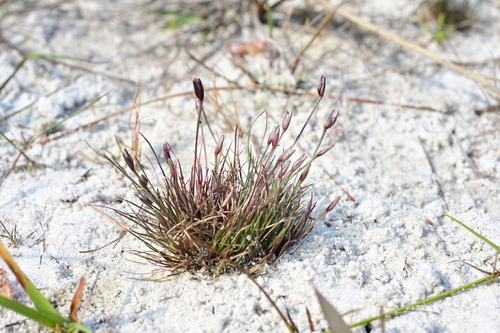 Centrolepis banksii observed 2024-12-28